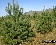 Сосна обыкновенная (Pinus sylvestris) 2-5 м КОМ СЕТКА