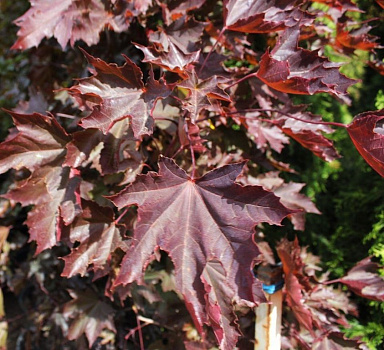 Клен остролистный Фассенз Блэк (Acer platanoides Faassens Black) 3м