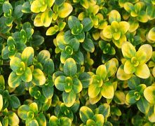 Тимьян Thymus citriodorus ’Aureus’р9 П