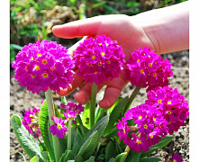 Примула Мелкозубчатая (Primula denticulata) С2 