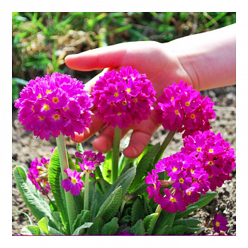 Примула Мелкозубчатая (Primula denticulata) С2 