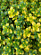 Тимьян Thymus citriodorus ’Aureus’р9 П