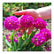 Примула Мелкозубчатая (Primula denticulata) С2 