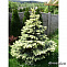 Ель колючая Белобок (Picea pungens Białobok) 140-160 D