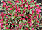 Рододендрон Rhododendron (AJ) 'Silvester C10 40-50см
