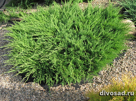 Можжевельник горизонтальный Андорра Компакт (Juniperus hor. Andorra Compact) C3 30-35 см А