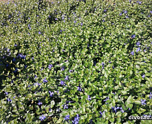 Барвинок малый (Vinca minor)