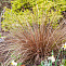Осока Буханана (Carex buchananii) р9