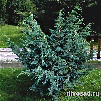 Можжевельник чешуйчатый Мейери (Juniperus squamata Meyeri) С 7.5 40-50 см