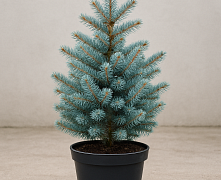 Ель колючая Блю Маджестик (Picea pungens Blue Majesti) С5 30-50 см 