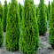 Туя западная Смарагд (Thuja occ. Smaragd) 140 - 160см Экстра