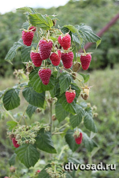 Малина Карамелька (рем)