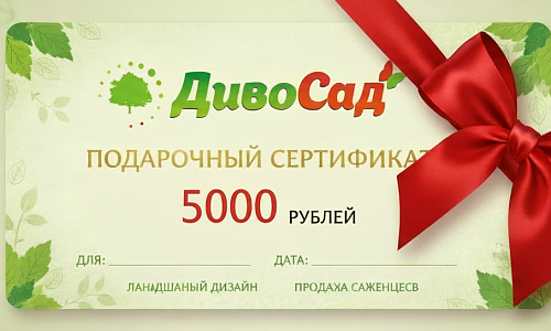 Подарочный сертификат 5000