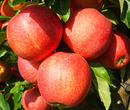 Яблоня Гала (осеннее)