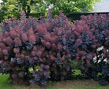 Скумпия кожевенная Роял Пурпле (Cotinus coggygria Royal Purple) 20-30 см А