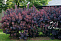 Скумпия кожевенная Роял Пурпле (Cotinus coggygria Royal Purple) 20-30 см А