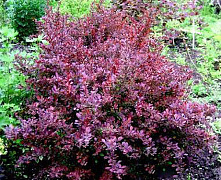 Барбарис тунберга Дарт'с Ред Леди (Berberis thunbergii Dart's Red Lady) р9