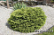Ель обыкновенная Нидиформис (Picea abies Nidiformis) С40  90-100см
