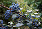 Магония падуболистная (Mahonia aquifolium) 20-30 см А
