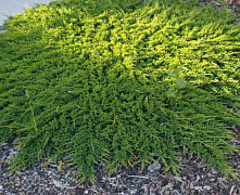 Можжевельник горизонтальный Принц Уэльский (Juniperus hor. Prince of Wales) C2 30-40 см 