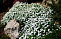 Иберис вечнозелёный Сноуфлэйк (Iberis sempervirens Snowflake) Р9