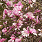 Магнолия Леонард Месеель (Magnolia Leonard Messel) С5 50-60см