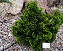 Кипарисовик тупой Нана Грацилис (Chamaecyparis Nana Gracilis) р9