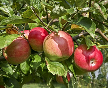 Яблоня Жигулевское (осеннее) 