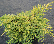 Можжевельник средний Кинг оф Спринг (Juniperus King of Spring) С2 30-40 см