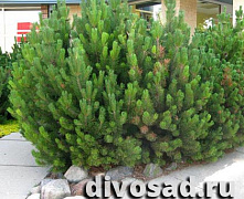 Сосна горная Мугус (Pinus mugo Mughus) С20-С25 60-80см. 