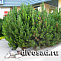 Сосна горная Мугус (Pinus mugo Mughus) С20-С25 60-80см. 