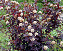 Пузыреплодник калинолистный Диабло (Physocarpus opulifolius Diabolo) С3 30-50см