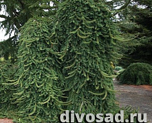 Ель обыкновенная Инверса (Picea abies Inversa) 80-100