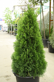 Туя западная Смарагд (Thuja occ. Smaragd) 140 - 160см Экстра
