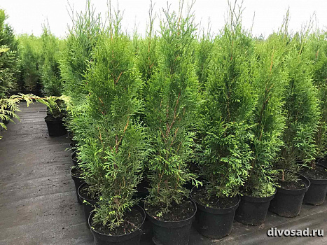 Туя западная Смарагд (Thuja occ. Smaragd) С3 80-100