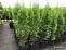 Туя западная Смарагд (Thuja occ. Smaragd) С3 80-100