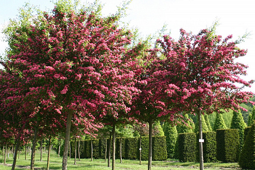 Боярышник колючий «Пол Скарлет» (Crataegus laevigata “Paul`s Scarlet”) 2,5м-3м