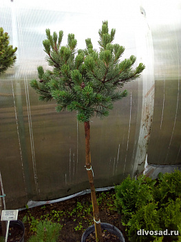 Сосна горная Винтер Голд (Pinus mugo Winter Gold) C5 штамб 70 см