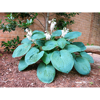 Хоста Биг Дэдди (Hosta Big Daddy) С2