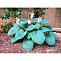 Хоста Биг Дэдди (Hosta Big Daddy) С2