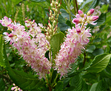 Клетра ольхолистная Пинк Спайр(Clethra alnifolia Pink Spire ) 15-20 см р9