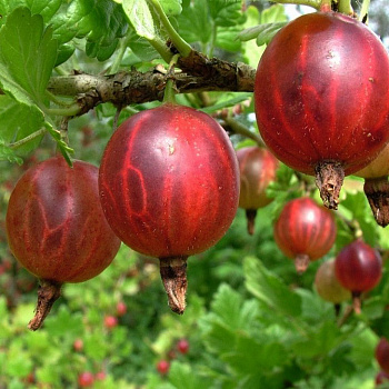 Крыжовник Белорусский красный 