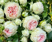 Роза ч/г Пашмина (Pashmina)