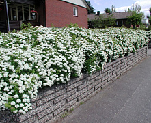 Спирея березолистная Тор (Spiraea betulifolia Tor) С1 П