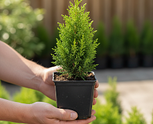Туя западная Смарагд (Thuja occ. Smaragd) Р9 20-30см