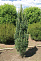 Сосна обыкновенная Фастигиата (Pinus sylvestris Fastigiata)С13 80-90