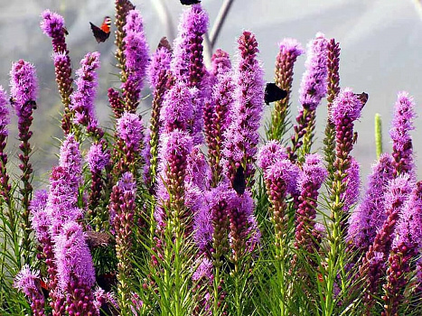 Лиатрис колосковый Кобольд (Liatris spicata Kobold)