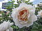 Роза англ. Крокус роуз (Crocus Rose)