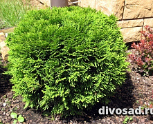 Туя западная Даника (Thuja occ. Danica) С3 20-30см П