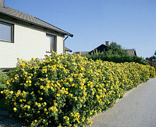Лапчатка кустарниковая Голдфингер (Potentilla fruticosa Goldfinger) р9 П
